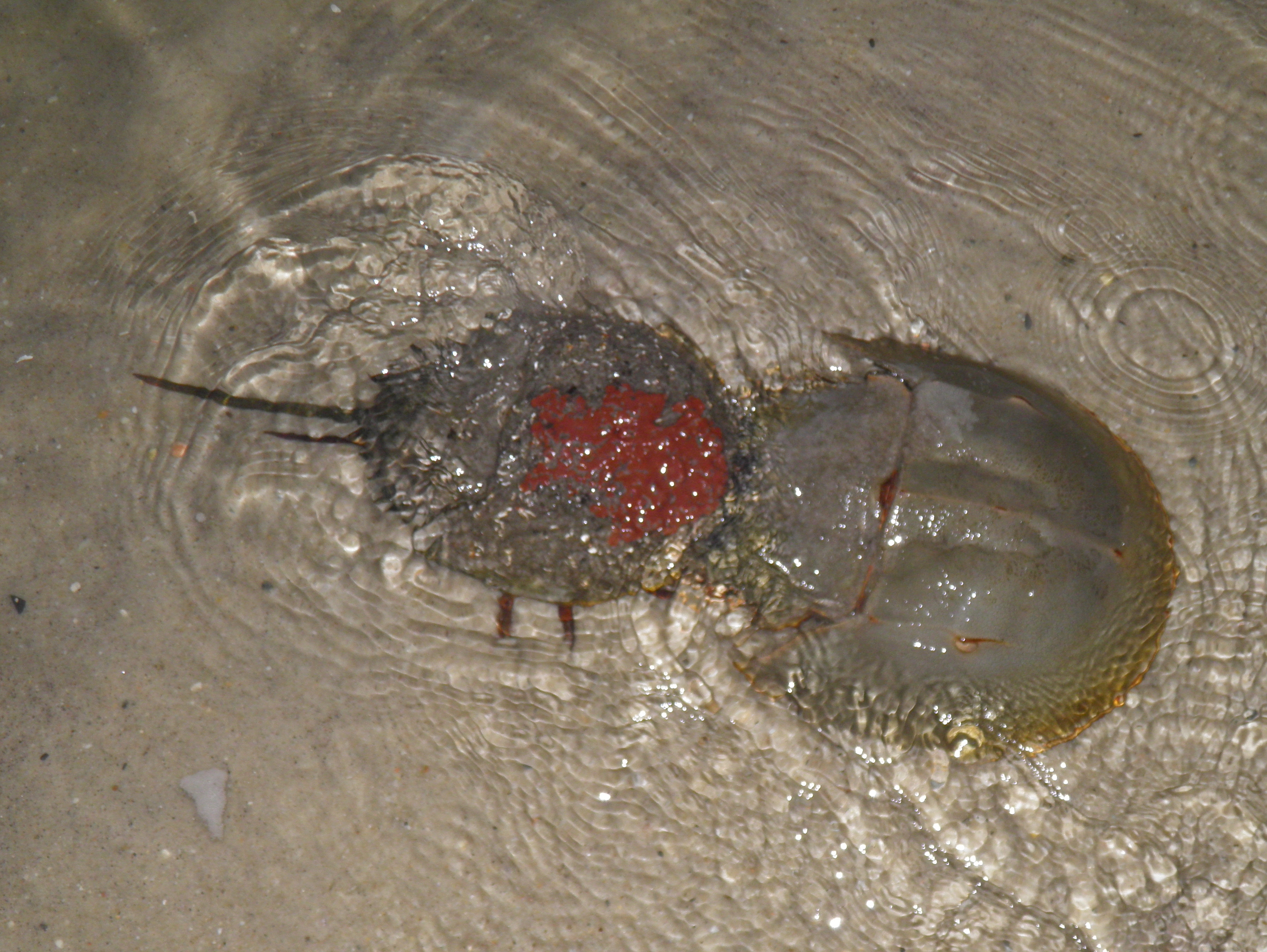 Dagelijks Oxide Raad Tonight's the night to go see horseshoe crabs | AnimalTourism News