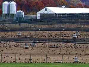 Pheasant stocking farm in NJ