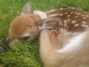 tiny spotted baby deer