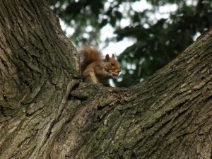 Baby squirrel eating nut in dog run