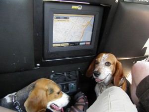 Dogs smiling in the back of a New York City Taxi