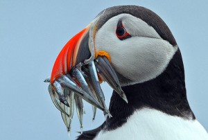 puffin puffin with silver fish in its mouth