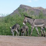 burros on the roadside