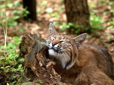 NY wants to bring bobcat hunting close to NYC