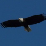 IL eagle flies on blue sky