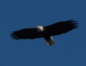 IL eagle flies on blue sky