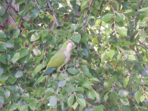 park slope parrot