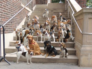 25BEAGLEsm