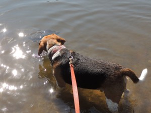 huck meets turtle 008