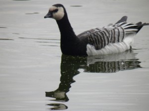 Canada goose discount brooklyn