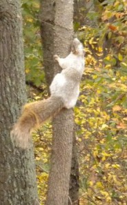 squirrel with white patchy fur