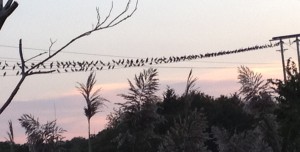 Double-crested Cormorant, Phalacrocorax auritus, roost