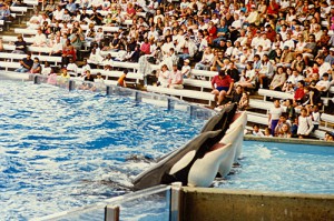 killer whale performing
