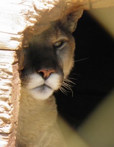 Mountain lion peers out from lair.