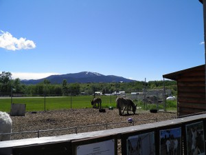 Donkeys have an expansive view.