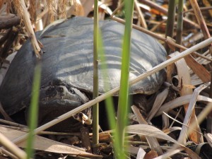 Snapping turtle in the Phragmites of Prospect Park Lake.