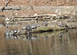 turtle hunt 2013-04-08 030