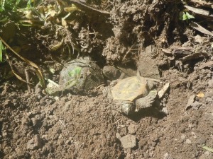 underground turtle nest