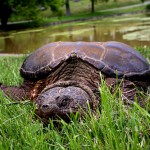 giant turtle on grass by pond