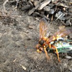 wasp on top of cicada