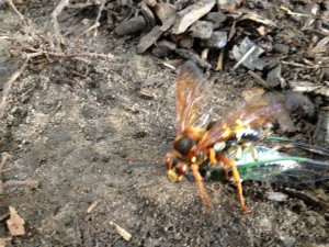  wasp on top of cicada