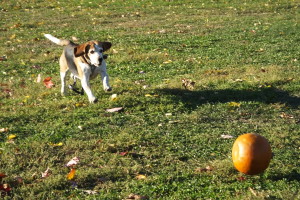 Huckleberry hound chases a pumpkin down a hill