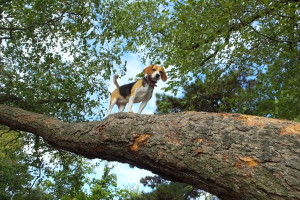 beagle climbs tree to amazing height