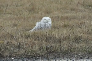 Snowy owl at Floyd Bennettt 