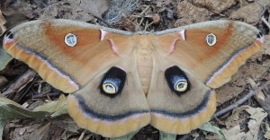 polythemus moth