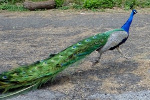 peacock on the run