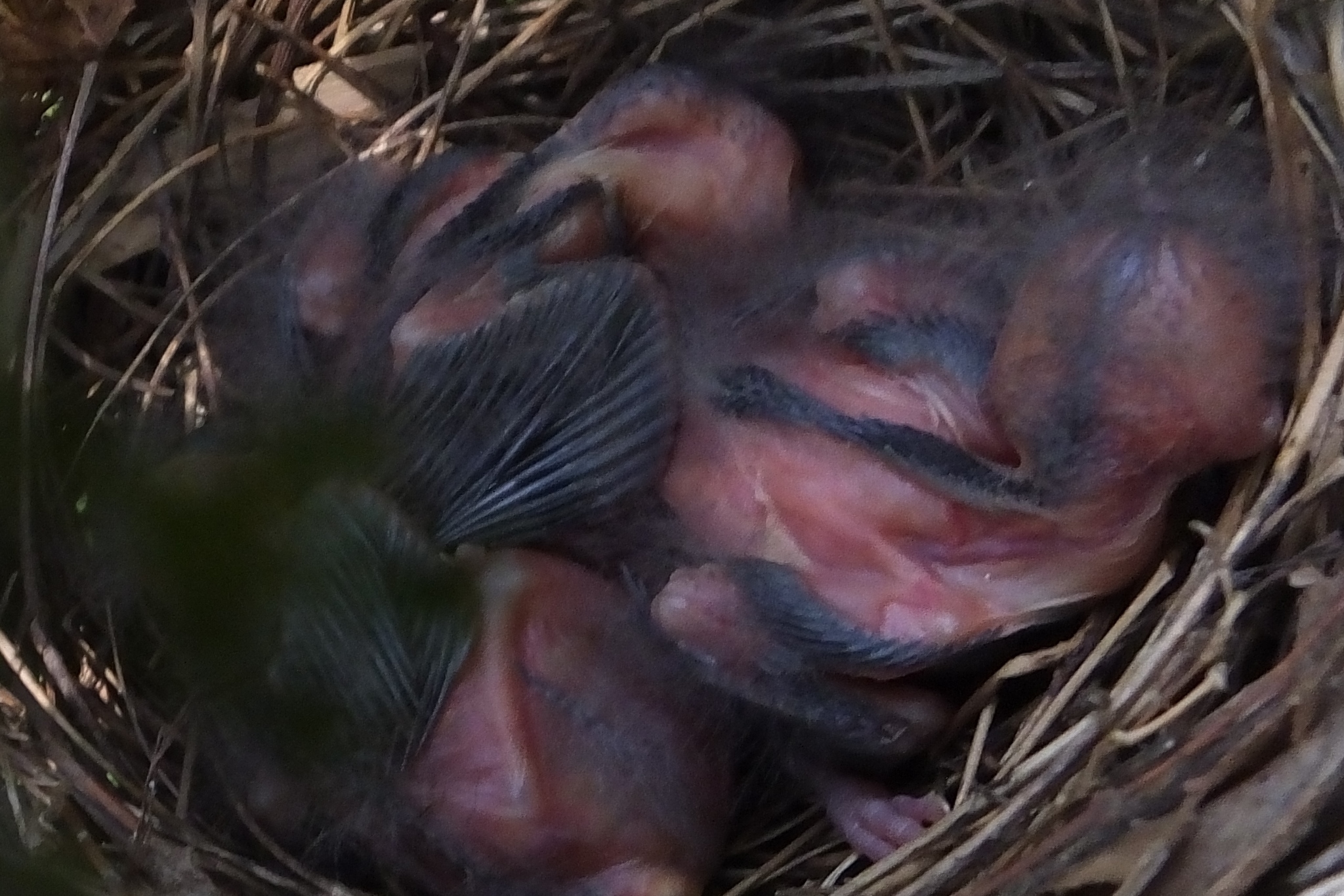 baby cardinal in nest