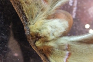 Furry little moth body
