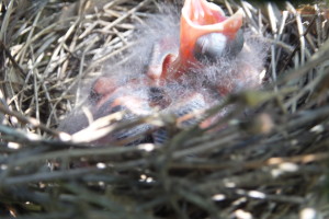 cardinal baby in nest asking for food