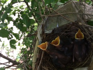 Catbird nest