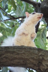 Mr. White Squirrel contemplates his next move.
