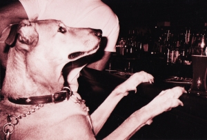 dog walks up to a bar