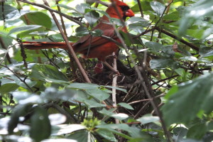Cardinal Nest