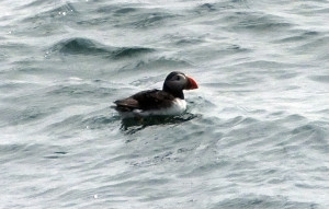 Puffin swims by tour boat