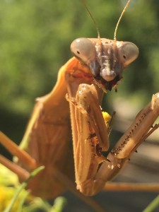 This praying mantis lady is eating a bee.